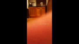 Very cute Golden Labrador puppy running