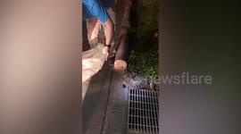 Heartbreaking moment leopard cat and her kitten are found dead after being hit by car