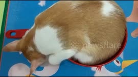 the cat overslept in a dipper