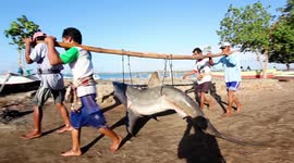 Tanjung Luar Shark Market