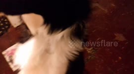 Funny sheep dog hears Farm Animals