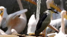 black crowned night herons love water