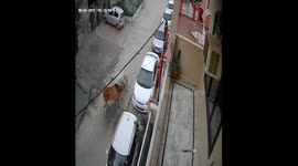 Stray bull tries goring down a girl riding bicycle in the Indian capital