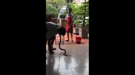 Shocking Moment - Two chefs were taking the blood of the cobra to mix with the alcohol to make a drink
