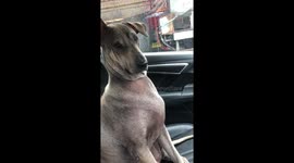 Terrified pet dog starts trembling when he realises he's going to the vets