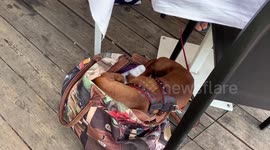 Cute dachshund dog tucks himself into his bag for a nap on his own!