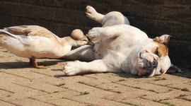 Millie the Bulldog and her duck / goose friends