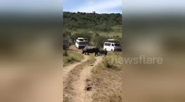 Rihino charging at crowding safari cars .