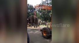 Elephant hoisted by huge crane after falling down well in India