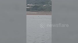 Holidaymaker claims to have shot footage of a large shark fin swimming up British river