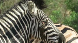 Wildlife cleaning service! Zebra allows bird to clean her eyelashes