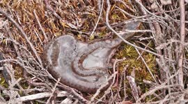 UK photographer captures rare moment baby adder snake breaks out of its amniotic sac