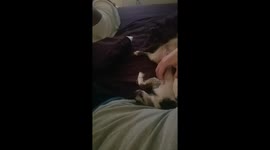 Chihuahua doesn't want to stop being petted
