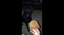 Labrador is very happy to be given some toast to eat