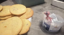 Move over Cookie Monster, this baby bird wants your treats!