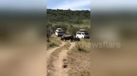 Newsflare Edit - Newsflare Edit - Rihino charging at crowding safari cars .