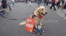 Evie The Protest Dog Meets Her Fans At The Anti Boris Protest Held In London