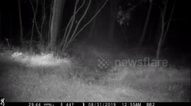 Muntjac chasing a fox. View two.