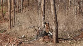 Tiger cub calling its mother