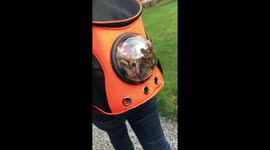 Kittens in first space bag walk!