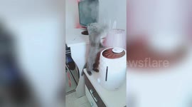 Curious cat plays with steam coming out of humidifier in China
