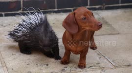 Abandoned baby porcupine befriends UK zookeeper's sausage dog