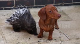 A baby porcupine, abandoned by his mum, is being hand reared at a zookeeper's home and has fast become best friends with her SAUSAGE DOG.