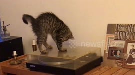 Cat doesn’t understand how record player works