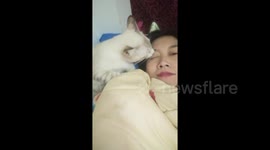 Cat Licks Owners Eye While She Tries To Sleep