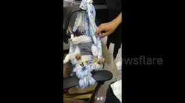 Office workers in Thailand rock stray cat to sleep in hammock