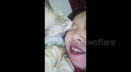 Thai cat bites owner's eyebrow after affectionately licking face