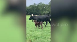 Calf born with fifth leg on her head finds a home in Louisiana