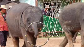 Elephants forced with hooks to carry spectators in their TRUNKS at cruel show in Thailand