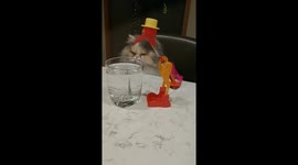 Kitty's mind BLOWN watching Dippy Bird!