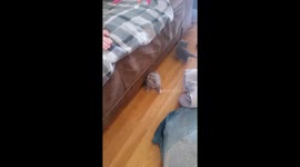 Cute kitten does back flip