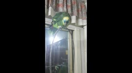 Angry parrot