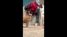 Cat sits like a good boy