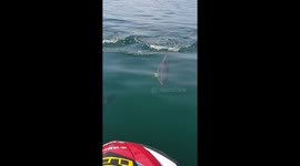 Pod of dolphins swim alongside jet skier in New Zealand