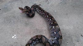 Gruesome moment wild python regurgitates family's pet cat