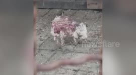 Neglected hedgehog seen hobbling around Thai zoo before being rescued