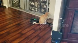 Cat Could Care Less About Roomba
