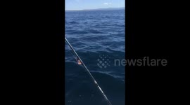 Extremely close encounter with whales while fishing.