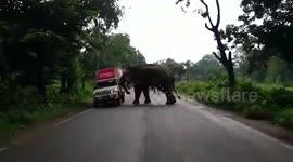 Driver escapes injury after elephant topples over van in eastern India