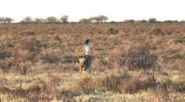 The extraordinary mating display of the male Australian Bustard