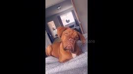 Cute puppy dogs funny faces 