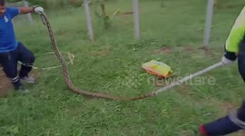 Farmer finds wild python swallowing a goose in its coop