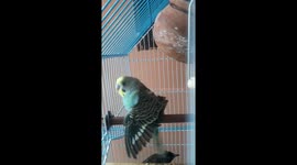 Dancing budgie and restless nightangle