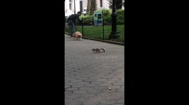 Dog chases squirrel...will he catch him?