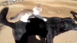 Couple of pets fighting
