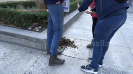 Parliament Square covered in horse poop after horse police involvement in Brexit protests on 7 September